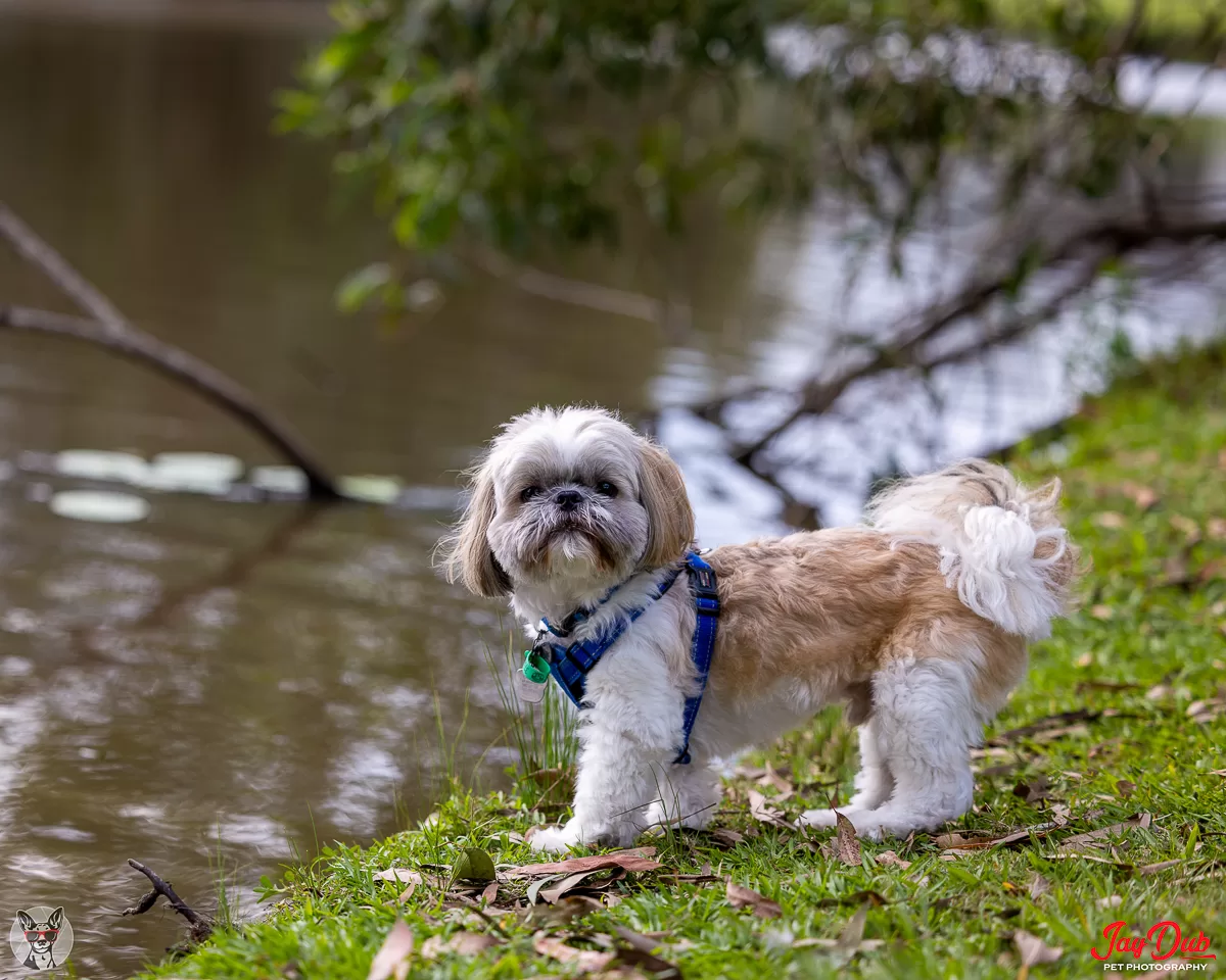 Giz - at edge of water - out and about session